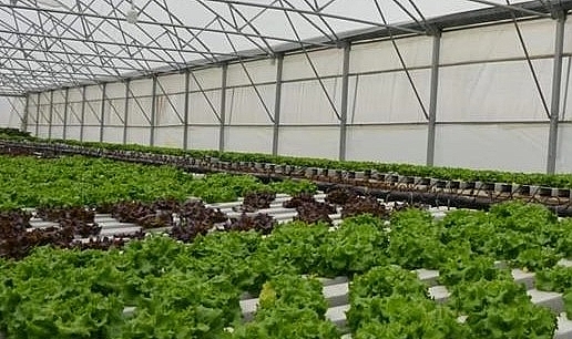 Türkiye'de Topraksız Tarım Sektörü Gelişiyor