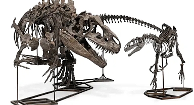 3 Dinozor İskeleti 550 Milyon TL'ye Satıldı!