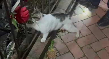Alaplı’da Mahsur Kalan Kedi Kurtarıldı