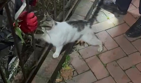 Alaplı’da Mahsur Kalan Kedi Kurtarıldı