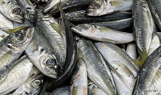 Zonguldak'ta Tezgahlarda İstavrit Bolluğu: Kilosu 100 Liradan Satılıyor