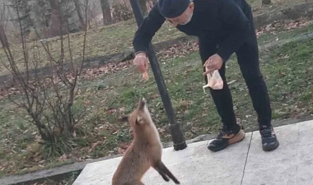 Misafirhane görevlisi, aç tilkiyi elleriyle besledi