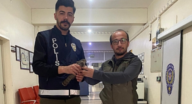 Yaralı Atmaca Koruma Altına Alındı