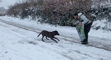 Zonguldak’ta Sokak Hayvanlarına Yardım Eli Uzatıldı