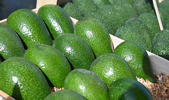 Alanya avokadoları 55 TL’ye ulaşıyor: Üreticilerin yüzü gülüyor