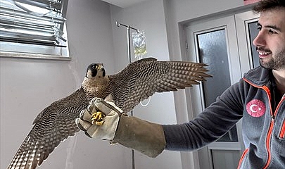 Denizli Büyükşehir Belediyesi, Yaralı Akdoğanı Hayata Döndürdü