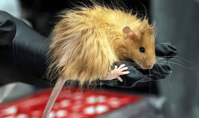 Mamutları geri getirmeye çalışırken yeni bir fare türü ürettiler: Deneylerin sıradaki hedefi Asya filleri