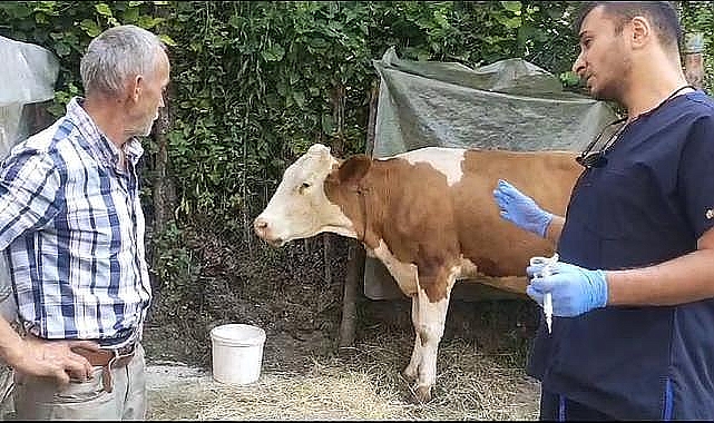 Çaycuma'da şap paniği: Muhtarlık uyardı!