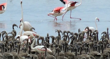 Flamingoların Doğal Güzellikleri Bornova’da