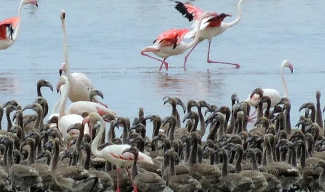 Flamingoların Doğal Güzellikleri Bornova’da