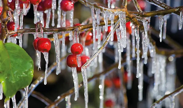 Zirai don fena vurdu! Bu ürünleri almak hayal olabilir