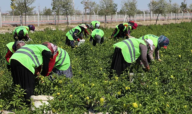 Binlerce yıllık Ata tohumları Karatay'da hayat buluyor