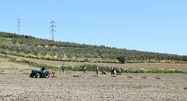 Bursa Nilüfer'den Konaklı’ya 800 zeytin fidanı