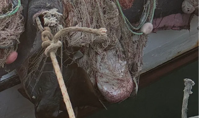 İzmir’de su ürünleri denetimlerinde ceza yağdı