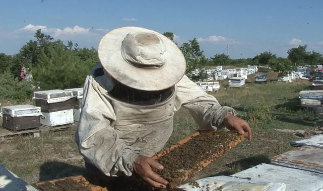 Edirne Keşan’da arıcılar zor günler geçiriyor
