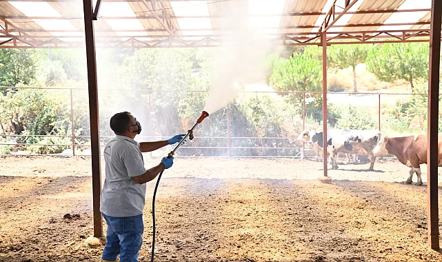 Manisa Sarıgöl’de Akabane hastalığına karşı ilaçlama