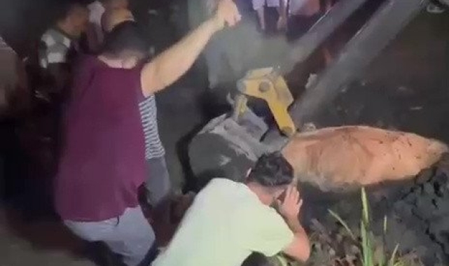 Çaycuma'da kayıp inek bataklıktan sağ kurtarıldı