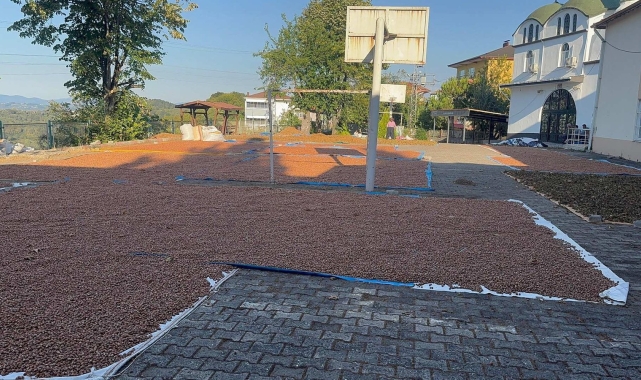 Fındık fiyatları 10 dolara yaklaşıyor