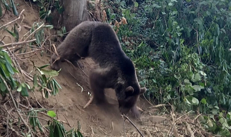 Tellere Takılı Kalan Ayıyı Devrek Belediyesi Ekipleri Kurtardı