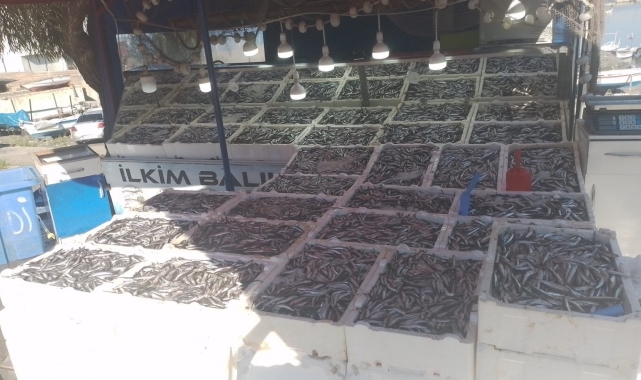 Kozlu'da hamsi bolluğu: Kilosu 50 liradan satışa çıktı