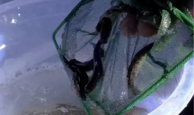 Kastamonu dereleri kırmızı benekli alabalıklarla yeniden can buldu