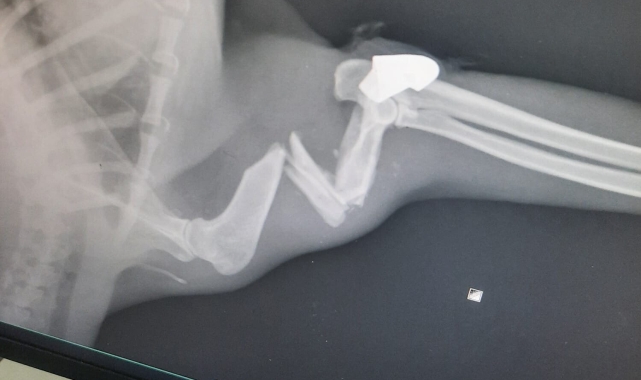 'Öldü' denilen kedi, aylar sonra yorgun mermiyle vurulmuş halde bulundu