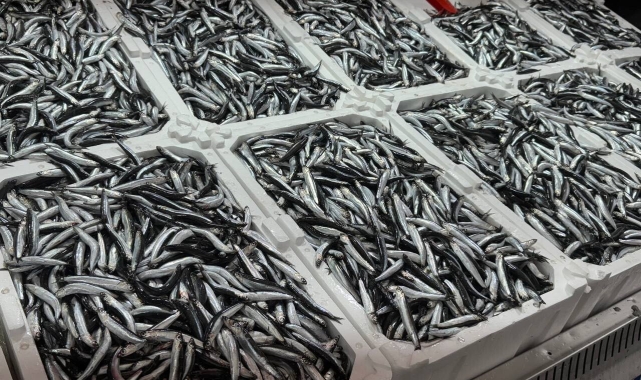 Olumsuz Hava Koşulları Hamsiyi Vurdu: Kilosu 150 TL'ye Yükseldi