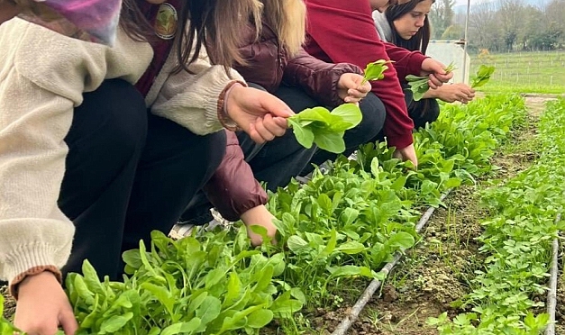 Tarım Lisesi Öğrencileri, Uygulamalı Eğitimde Tere ve Roka Hasadı Yaptı