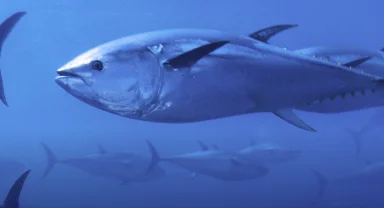 Mavi yüzgeçli orkinos kotası yüzde 20 arttı!