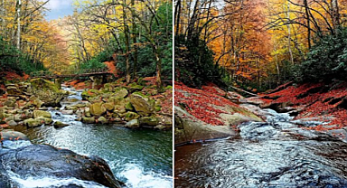 Zonguldak Ormanlarında Sonbahar Büyüsü: Karaelmas Diyarı Altın Renge Büründü