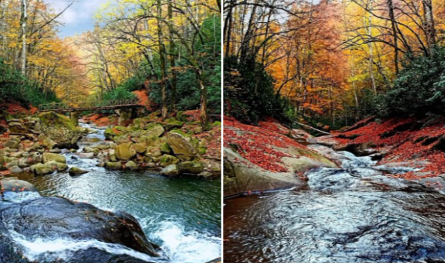 Zonguldak Ormanlarında Sonbahar Büyüsü: Karaelmas Diyarı Altın Renge Büründü