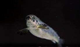 Mavi Ekonomiye Atılan Adımın Arkasından…