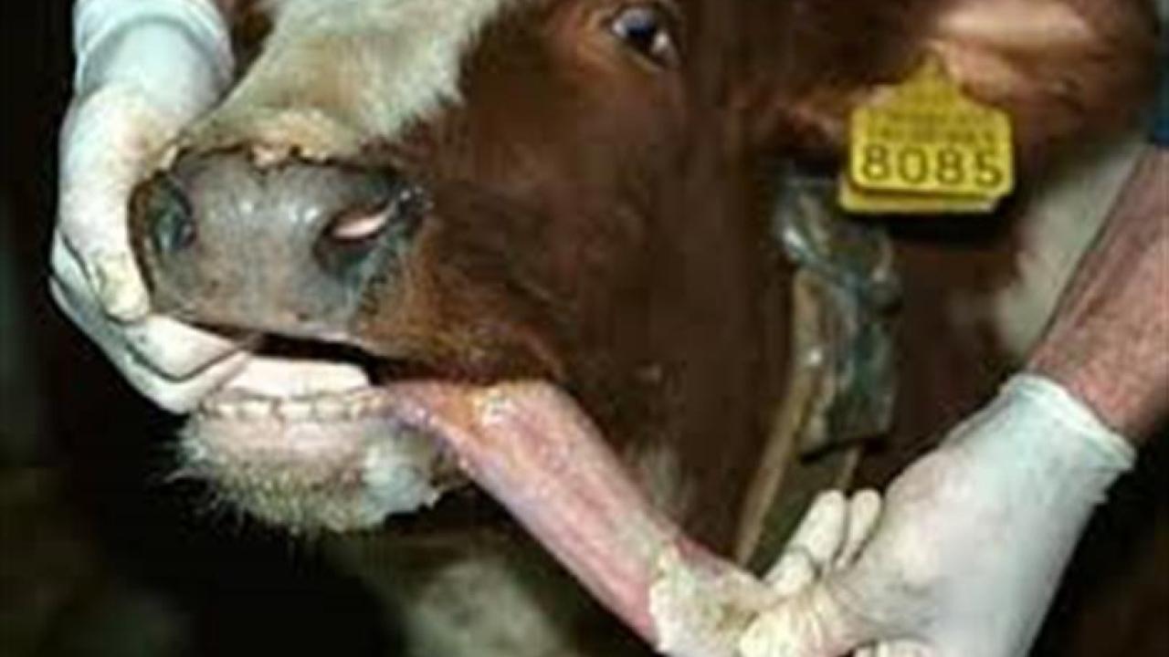 Bolu’da şap hastalığı kısıtlamaları kaldırıldı