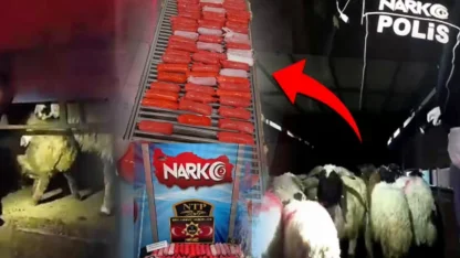 Bunu da yaptılar! Küçükbaş hayvanların karın boşluklarına zulaladılar!