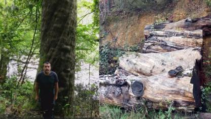 Gökgöl Mağarası önünde kesilen 1180 yıllık ağaç müzede sergilenecek