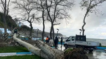 Zonguldak'ta fırtına etkili oldu, Kapuz Plajında ağaç devrildi
