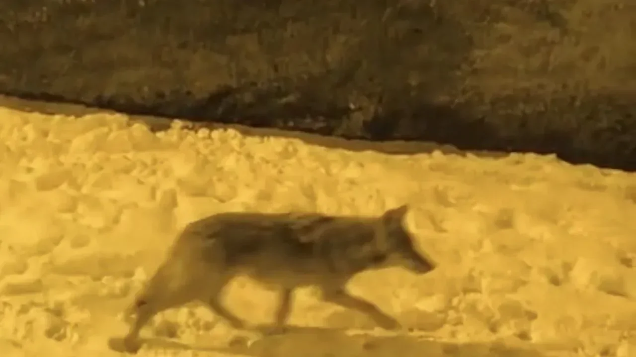 Aç kalan kurtlar şehir merkezine indi