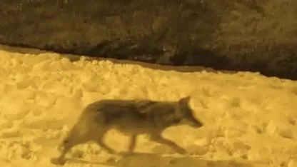 Aç kalan kurtlar şehir merkezine indi