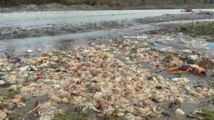 Alaplı'da içme suyunu esleyen çayda telef olmuş tavuklar bulundu