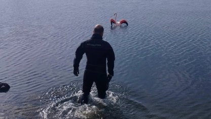 Flamingoya dalgıçlardan hayat veren kurtarma