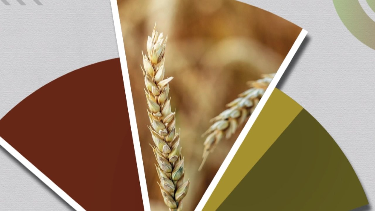 Hububat ve bakliyatta ekilişler gecikti, gelişim yavaşladı... TMO'dan fenolojik rapor alarmı!