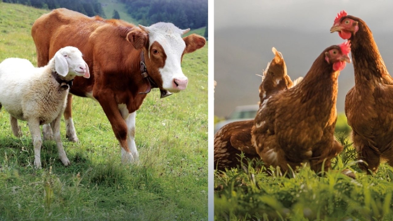 Hayvansal üretimde yükseliş... Sığırdan bala kadar artış var