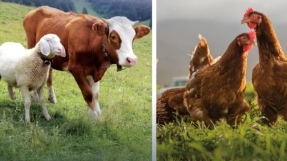 Hayvansal üretimde yükseliş... Sığırdan bala kadar artış var