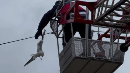 Tellere takılan martının imdadına itfaiye yetişti