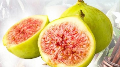 Balıkesir Büyükşehir'den incir fidanı desteği