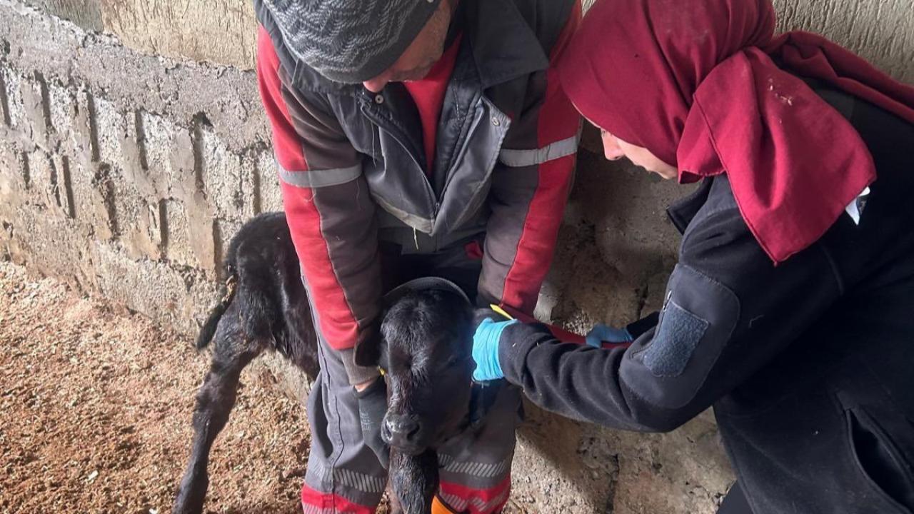 Çaycuma’da Angus bereketi: Yeni buzağılar kimliklendirildi