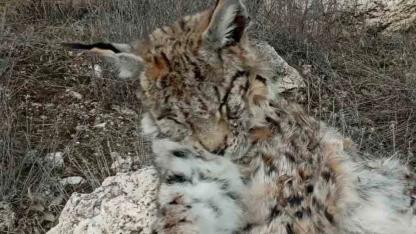 Doğada nadir görülen vaşak ölü bulundu