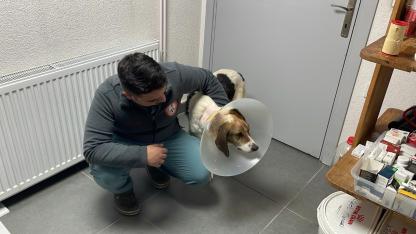 Sokak köpeğinin mucize kurtuluşu; beynine kadar yayılan tümör yenilikçi tedaviyle temizlendi