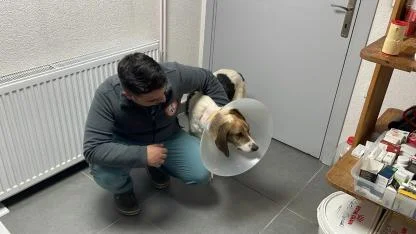 Sokak köpeğinin mucize kurtuluşu; beynine kadar yayılan tümör yenilikçi tedaviyle temizlendi