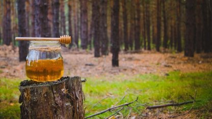 Türk çam balı için Ar-Ge atağı